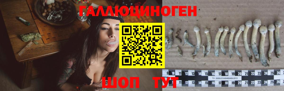 Псилоцибиновые грибы GOLDEN TEACHER  Вход с VPN  Псилоцибиновые грибы Cubensis  Борзя 